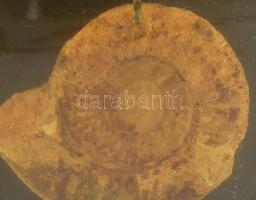 Jelzés nélkül: Modern szobor. Műgyanta fosszília, kerámia. 22 m Ury Ibolya magángyűjteményéből