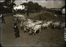 1918-1919 Hortobágy, Kerny István (1879-1963) budapesti fotóművész hagyatékából 3 db vintage NEGATÍV...