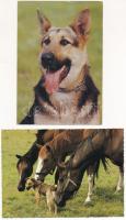 45 db MODERN állatos képeslap / 45 modern animal motive postcards