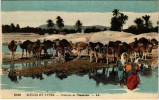 Scénes et types - Troupeau de Chameaux / camels, African folklore