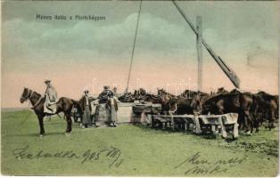 1905 Hortobágy, Ménes itatás