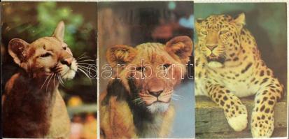 Kb 220 modern képeslap: állatok, kutyák, macskák, üdvözlők, modern városképek, fotóalbumban