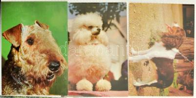 Kb 220 modern képeslap: állatok, kutyák, macskák, üdvözlők, modern városképek, fotóalbumban