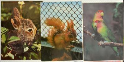 Kb 220 modern képeslap: állatok, kutyák, macskák, üdvözlők, modern városképek, fotóalbumban