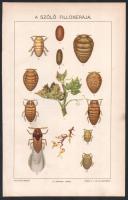 cca 1900 A filloxera elterjedése Magyarországon, térkép, 1 : 3.600.000 + A szőlő filloxerája. 2 db m...