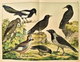 [Schubert, Gotthilf Heinrich von] Dr. Schubert G. Henrik: A madarak természetrajza. A tanuló ifjuság...