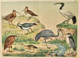 [Schubert, Gotthilf Heinrich von] Dr. Schubert G. Henrik: A madarak természetrajza. A tanuló ifjuság...