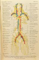 Thanhoffer Lajos: Előadások az anatómia köréből. Bp., 1896., K. M. Természettudományi Társulat, XII+...