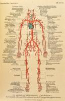 Thanhoffer Lajos: Előadások az anatómia köréből. Bp., 1896., K. M. Természettudományi Társulat, XII+...