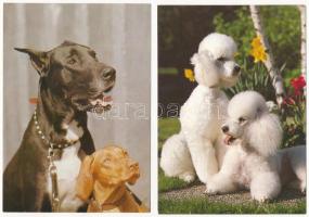 11 db MODERN motívum képeslap: kutyák / 11 modern motive postcards: dogs