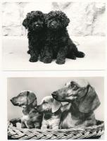 11 db MODERN motívum képeslap: kutyák / 11 modern motive postcards: dogs