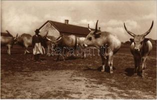 Hortobágy, Magyar ökrök, folklór. Photo Mészöly