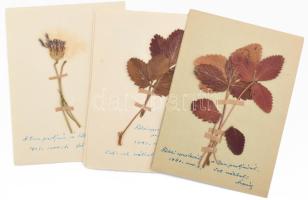 cca 1940 Tábori posta levelezőlapok szárított virágokkal. 5 db