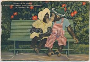 St. Petersburg (Florida) - modern leporellocard with 8 pictures