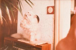 1989 Macskatörzskönyv nemesi nemű perzsa macska részére, a cica fotójával