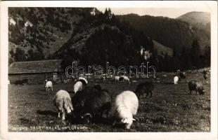 1938 Tátra, Alacsony-Tátra, Nízke Tatry; Salas na Lúckach / birkanyáj / flock of sheep (EK)