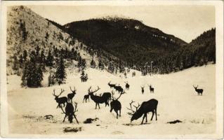 1933 Tátra, Magas-Tátra, Vysoké Tatry; Vapiti jelenov / Wapiti-Hirsche / Vapiti szarvasok / Wapiti deer (EK)