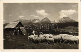 1948 Tátra, Magas-Tátra, Vysoké Tatry; Pod Strbskym stítom, Kriván, Solisko, Patria / birkanyáj, hegyek / flock of sheep, mountains (Rb)