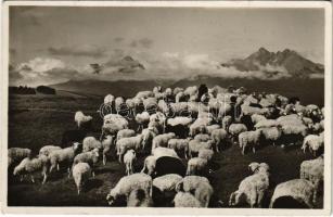 Tátra, Magas-Tátra, Vysoké Tatry; Pohlad od Dolného Smokovca / kilátás Alsótátrafüred felé, birkanyáj / general view, flock of sheep