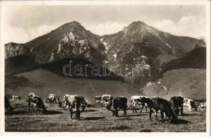 1941 Tátra, Magas-Tátra, Vysoké Tatry; Zdiarské Vidle / tehenek / cows (fl)