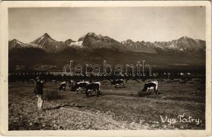 Tátra, Magas-Tátra, Vysoké Tatry; tehenek / cows. photo (EK)