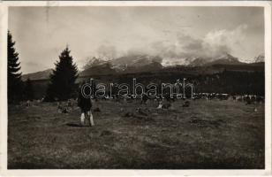 1940 Tátra, Magas-Tátra, Vysoké Tatry; tehenek / cows (EK)