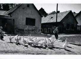 cca 1960 Kecskemét, Ludas Matyi tizenhárom libuskáját terelgeti, Krisch Béla (1929-?) kecskeméti fotóművész hagyatékából 1 db modern nagyítás, 15x21 cm