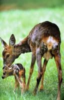 Pascal Durantel: A vadászat enciklopédiája. Pécs, 2008., Alexandra. Rendkívül gazdag képanyaggal ill...