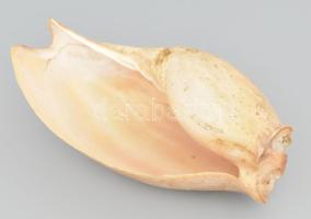 Tengeri kagyló, kopásokkal, h: 26 cm