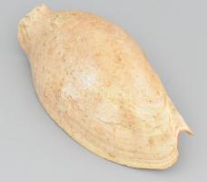 Tengeri kagyló, kopásokkal, h: 26 cm