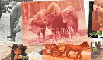 30 db állatokat ábrázoló, vegyes (régi és modern) fotó, 18x13 cm és 6x4 cm között