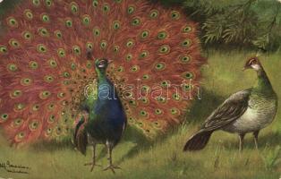 Peacock s:Alf. Imonion