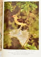 Homoki-Nagy István: Gyöngyvirágtól lombhullásig. Színes filmmel vadmadarak után. Bp., 1954, Művelt N...