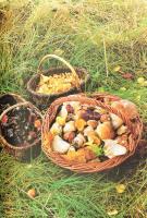 Művésztársaságban - Monet. 180 különleges recepttel. Ford.: Tótfalusi Ágnes. Bp., 2003, Korona. Gazd...