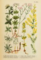 Jávorka Sándor-Csapody Vera: Erdő mező virágai. A magyar flóra színes kis atlasza. Bp., 1958, Mezőga...