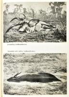 2 db vadászat témájú könyv: Rudolf Luskac: Végtelen vadászmezőkön. Ford.: Hubik István. Bp., 1957, B...