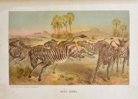 Brehm, Alfred: Az állatok világa 1-10. köt. - - Tierleben című nagy művének magyarra átültetett kiad...