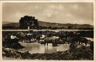 Kárpátaljai bivalyok / Podkarpatska Rus, Buvoli / Transcarpathian buffaloes (Rb)