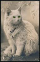 Cat. Mechanical postcard with moving eyes (EK)