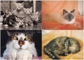 MACSKA - 18 db MODERN képeslap / CATS - 18 modern motive postcards