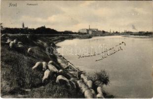 1906 Arad, Maros-part, birkanyáj / Mures riverside, flock of sheep (Rb)