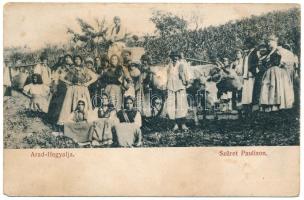 Ópálos, Ó-Pálos, Ópaulis, Paulis (Arad-Hegyalja); szüret ökrökkel, erdélyi folklór / harvest with oxen, Transylvanian folklore (EM)