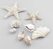Vegyes tengeri tétel: kagyló, tengeri csillag, korall, vegyes méretben, szép állapotban