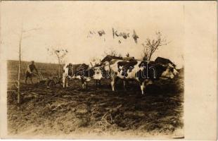 1919 Szilágysomlyó, Simleu Silvaniei; szántás ökrökkel / ploughing with oxen. photo