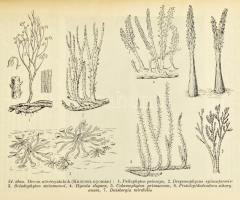 Vadász Elemér: Földtörténet és földfejlődés. Bp., 1957., Akadémiai Kiadó. Kiadói egészvászon-kötésbe...