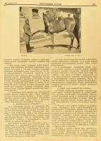 Csendőrségi lapok. Szerk.: besenyői Beöthy Kálmán őrnagy. Segédszerk.: Benedek Mihály százados. 1939...