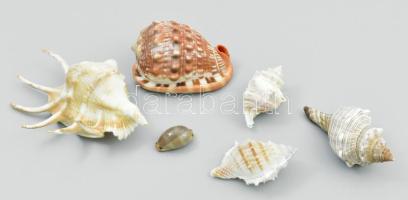 Dekoratív tengeri kagylók, 6 db, 3,5 cm - 14 cm