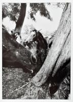 Hemző Károly: Csak lovak. / Just Horses. Bp., 2005, Gust-Art Stúdió. Fekete-fehér fotókkal gazdagon ...