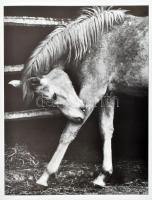 Hemző Károly: Csak lovak. / Just Horses. Bp., 2005, Gust-Art Stúdió. Fekete-fehér fotókkal gazdagon ...