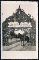 1938 Felvidék, a bevonulás alkalmából felállított díszkapu ismeretlen településen, előtte lovas férfi; fotólap, jó állapotban, 13x8,5 cm